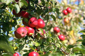 apples